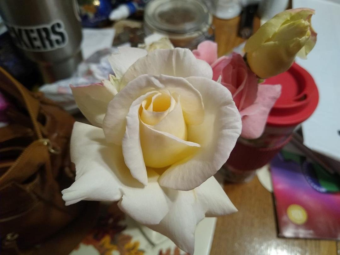 I wanted to share this beautiful rose. Have an awesome day!