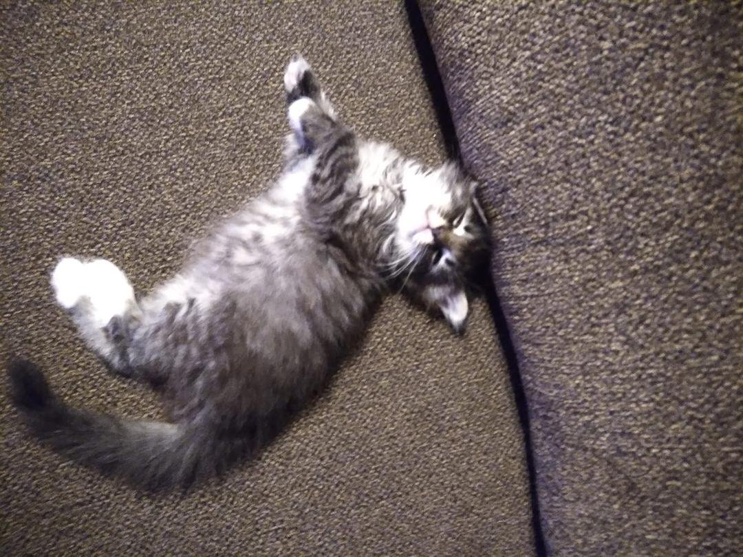 Found this lil kitty in our laundry room behind our dryer. Havent the slightest clue as to how it got into our house🤷♀️🤣😊💜