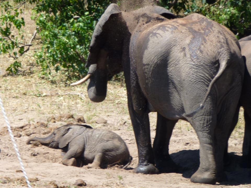 Woohoo. What a day! We drove from Livingstone to Botswana and went on a boat safari to see hippos, elephants, & crocs. Then, after lunch, we jumped in one of those open Toyota trucks fitted out with seats and drove through 