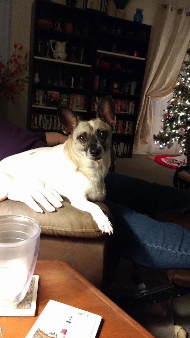 I swear, Max can tell time. When it's 5 PM he starts letting us know it is time for his dinner. This happens every day if we don't feed him on time