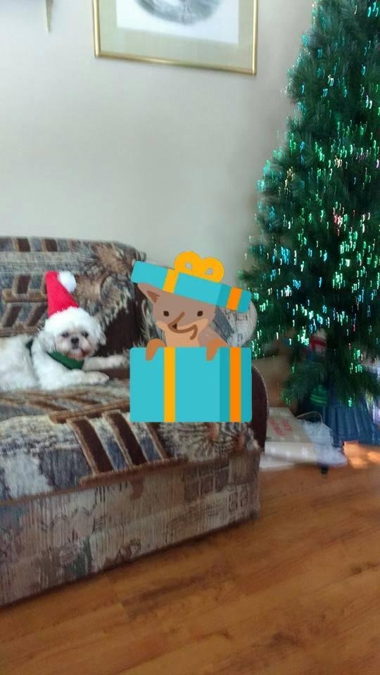 I am ready for Christmas and presents.