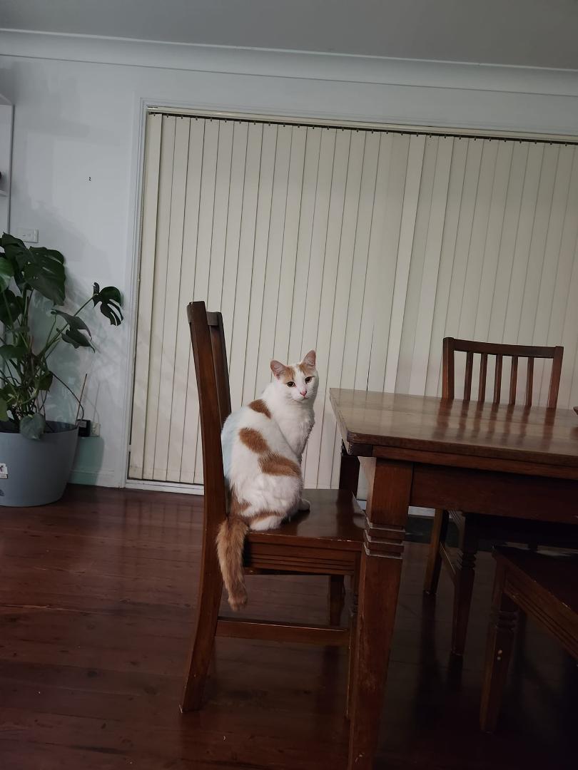 Blue is not impressed. He missed dinner time and doesn't understand why he isn't getting his treat.