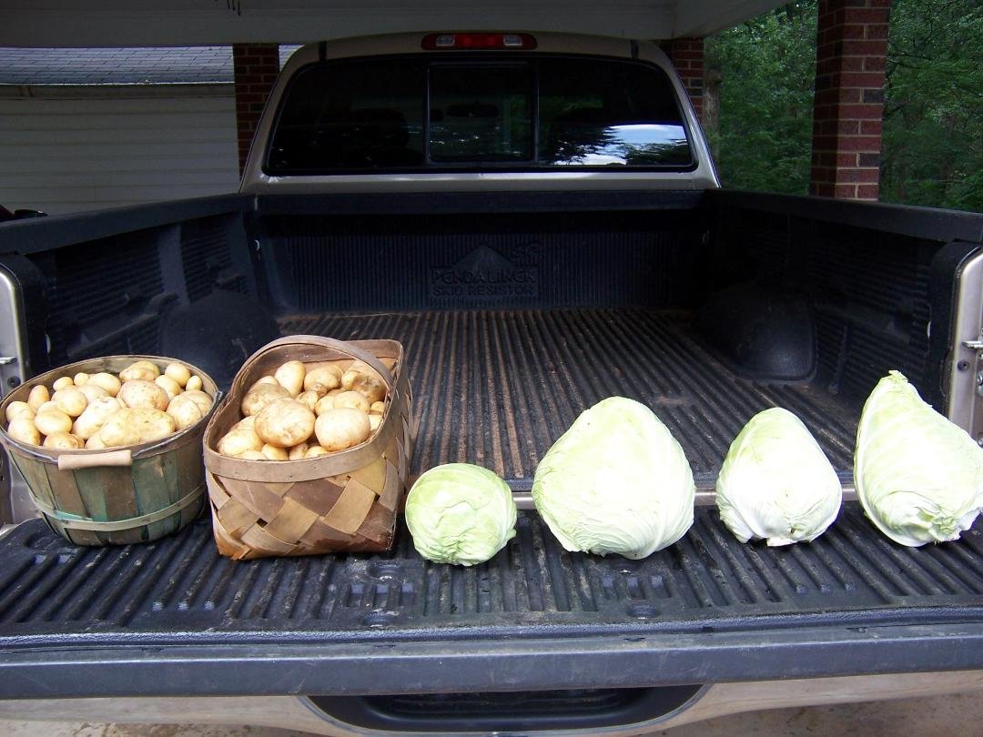 eary potatoes and cabbage (4 heads= 15 lbs)