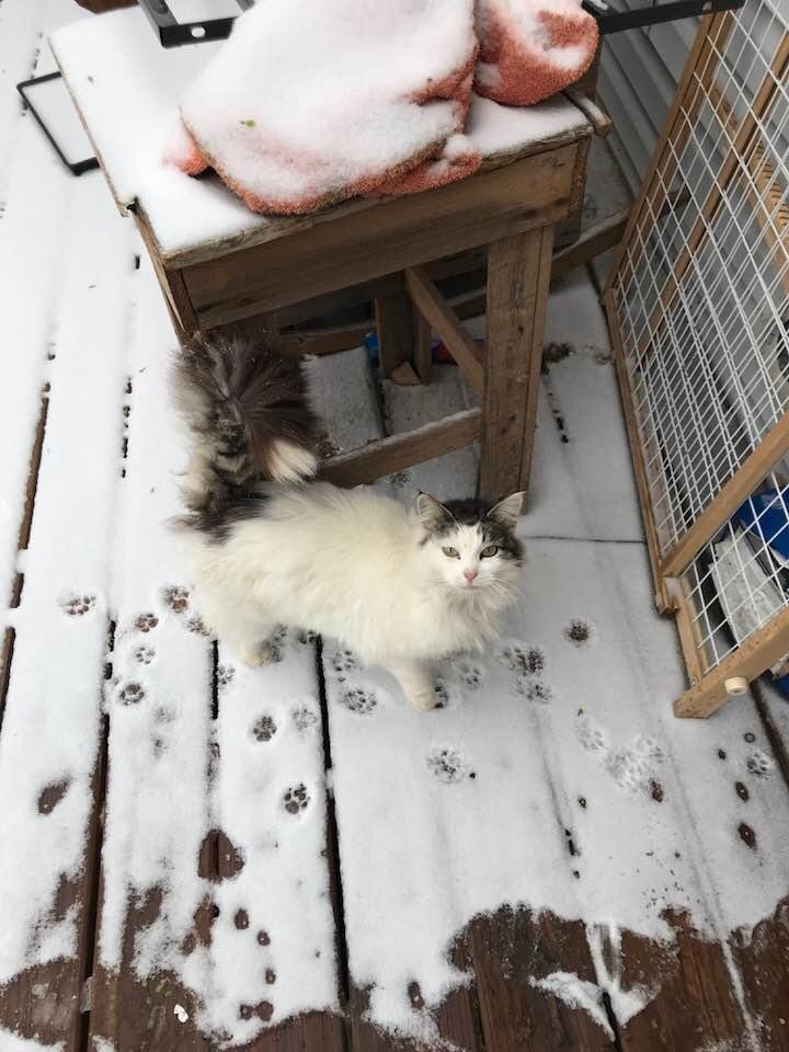 Snow on my deck this morning. Is it really April 7?
