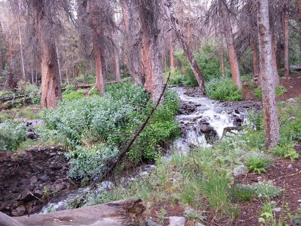 The Stewart Creek above the area of the beaver ponds.