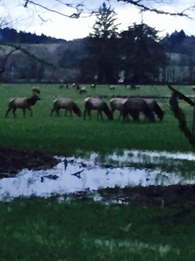 Friday, I posted a really cool video of Elk. Yesterday I got cabin fever and we went from sun thru a snow storm on the summit to get to the coast. This is what I stumbled upon. A herd of about 100. Ron Rue, This one is for