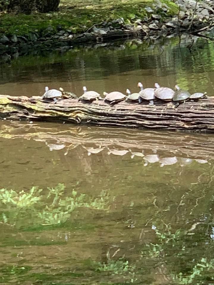 Cape May Zoo