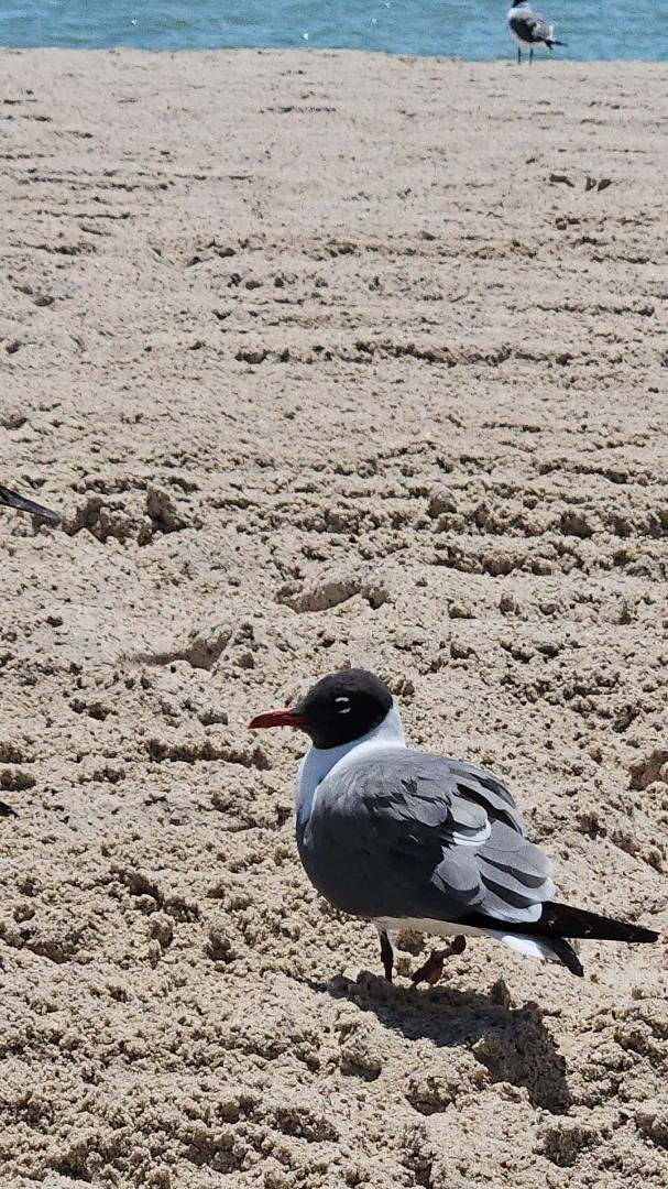 These guts attached me on the beach. One hit me in the head other one took my cheese. Damm birds