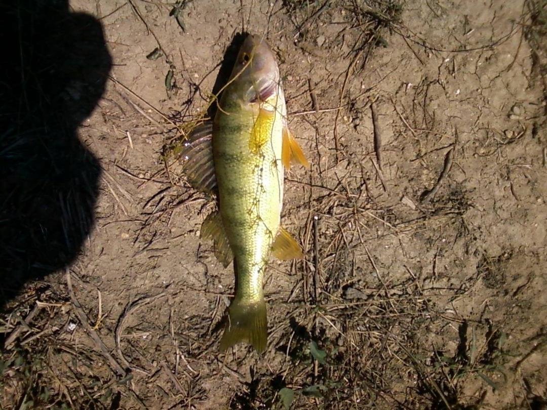 this is a yellow perch. i turn them loose and say thank you. mine fish are smaller than debs,smile, tthanks ok with me, just enjoy nature and relax more,thats better than busy.for me