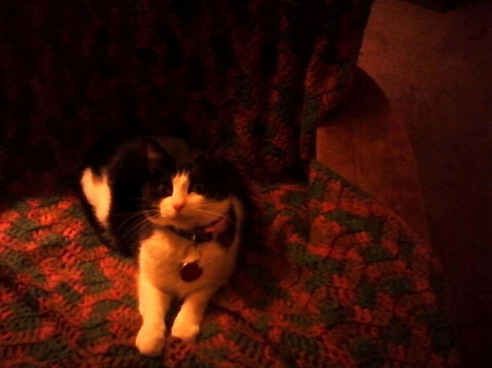 this a happy cat