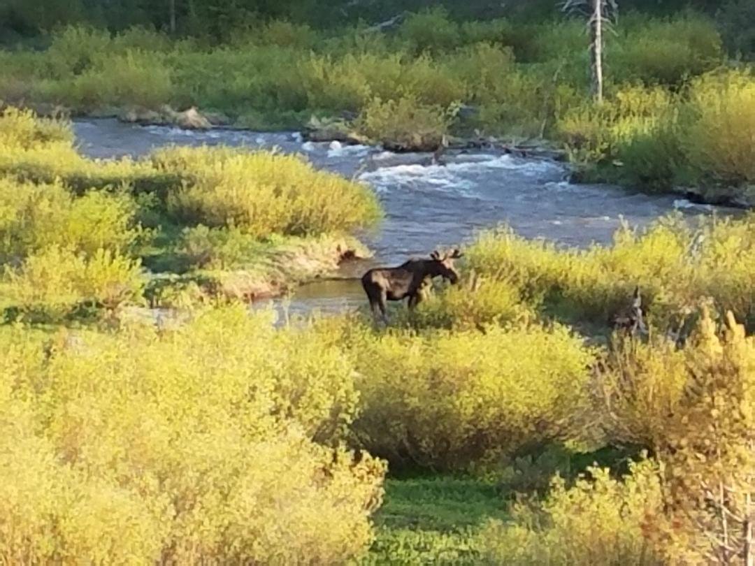 Another pic from a different angle...He was thrashing the bushes and water....Awesome