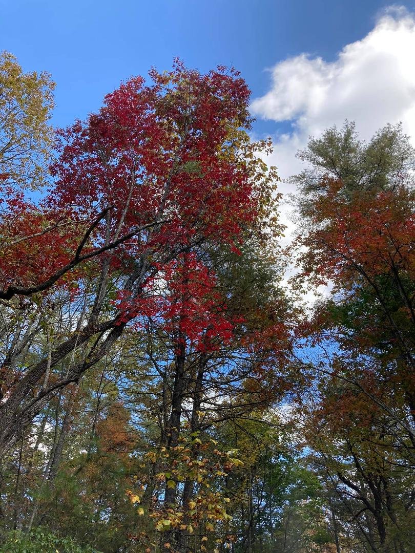 Nancy Guss' album, Mobile Uploads