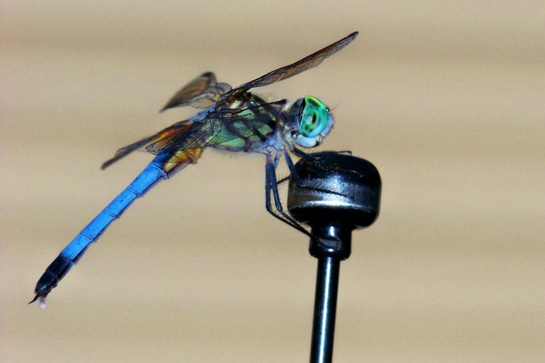 Maranda Daniels' album, Dragonfly loves the antenna