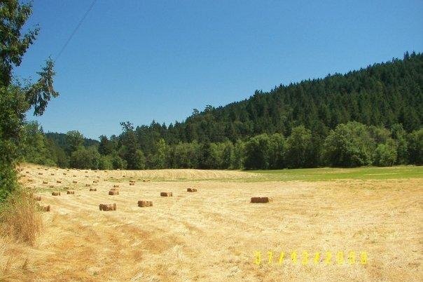 This is our hay field across the street.