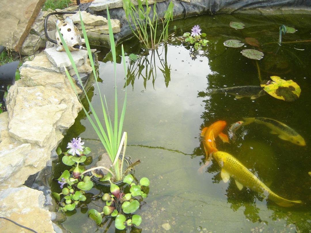 Koi Pond Blooming