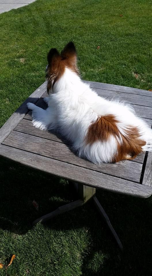 She is called a Papillion because her ears look like a butterfly when they are up high on their heads.