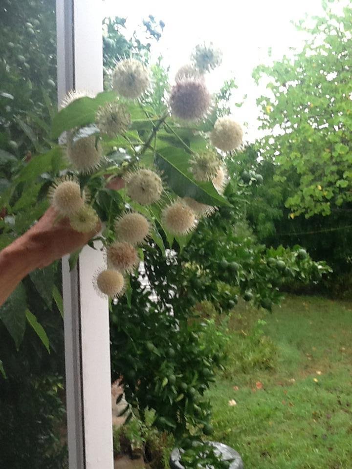 My grandma flowers