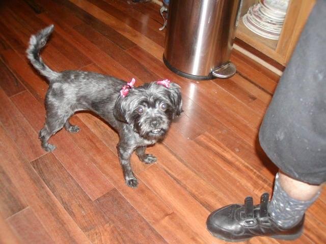 YESTERDAY MY DADDY TOOK ME TO THE BEAUTY PARLOR. HOW DO YA LIKE ME NOW  !