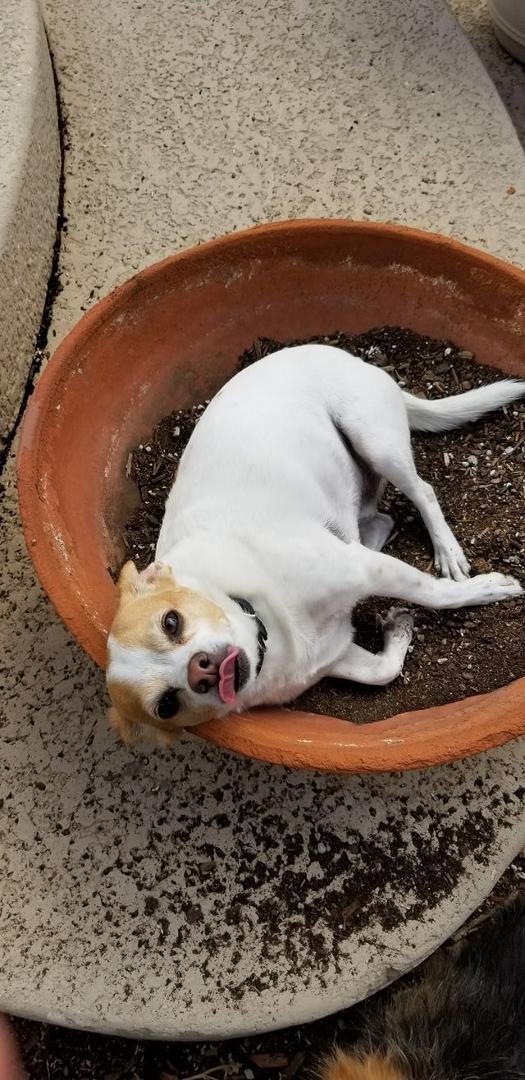 Cotton helping momma garden