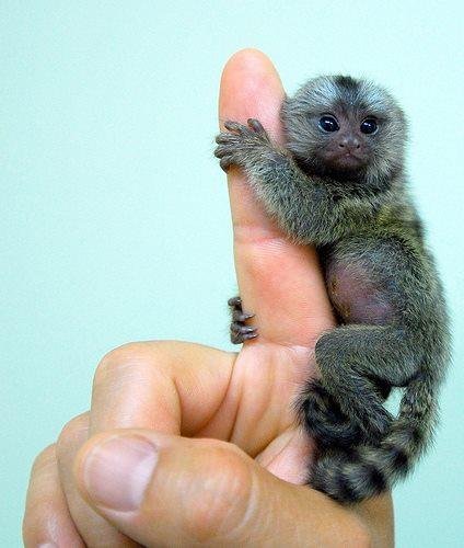 My intention is to fill up Facebook with baby animal pictures to break the saturation of negative photos and videos. If you like this post I will pick a baby animal for you.