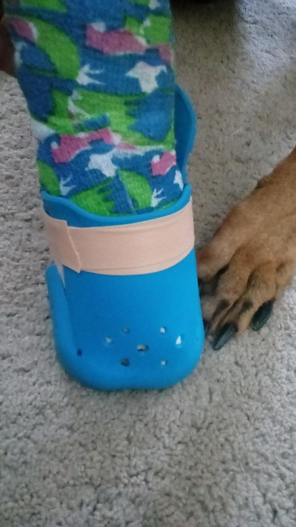 Made Willow a Croc so she could get some traction !