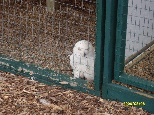 Snow Owl