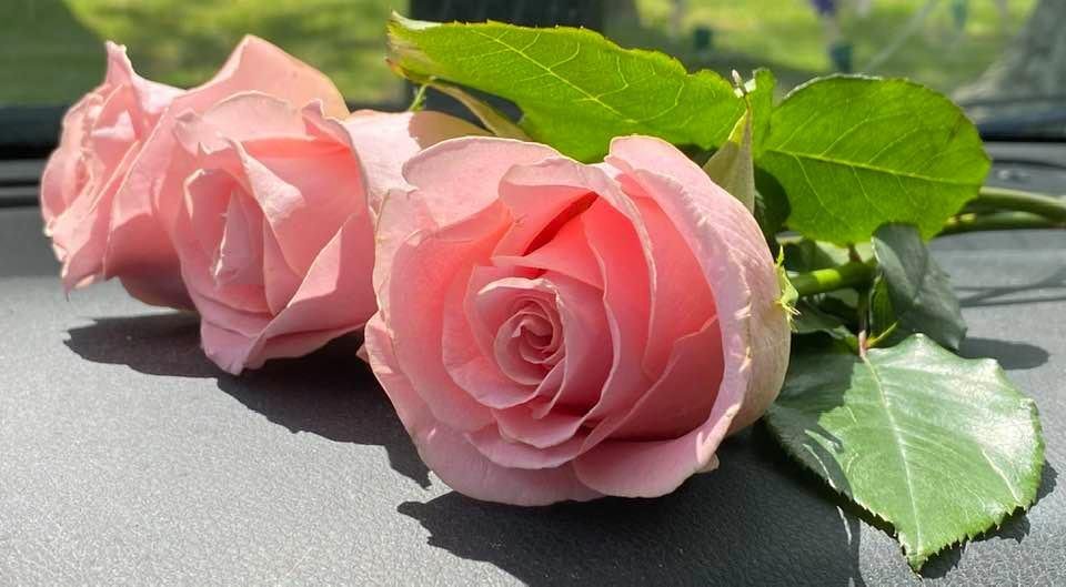💗💗💗