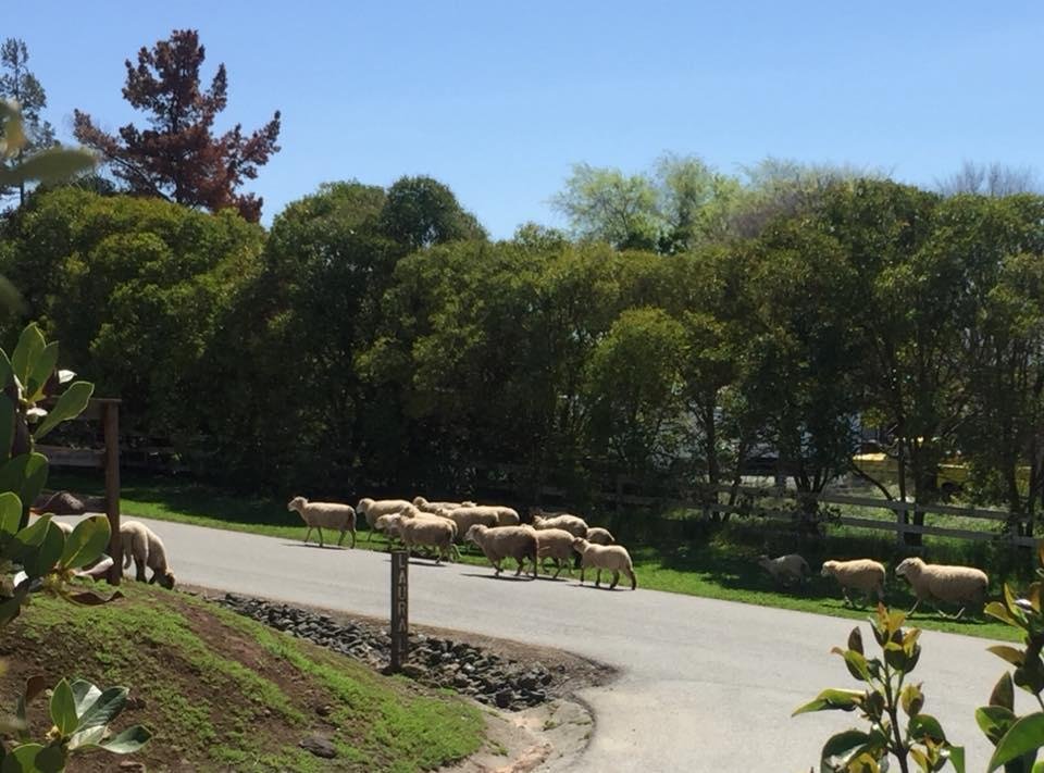 ....just another day in the country...neighbor taking his sheep for a walk...