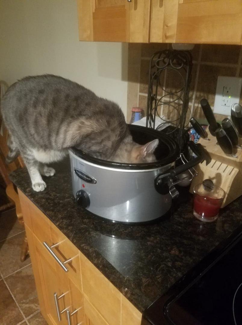 Stripes paws deep in the crockpot!