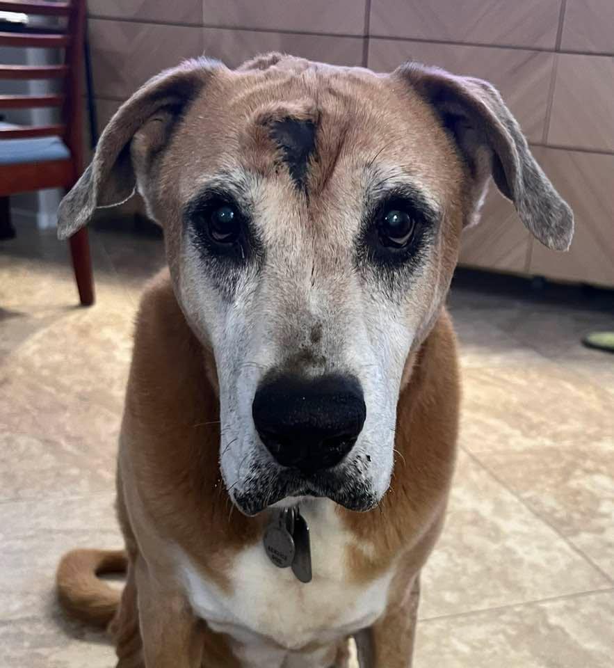 Charley here: This is the look I give Mommy when I want to play a game. One of my games is called: Go find it! Mommy hides treats around the house while Daddy makes me stay in another room. Then Mommy says, “Charley, go fin