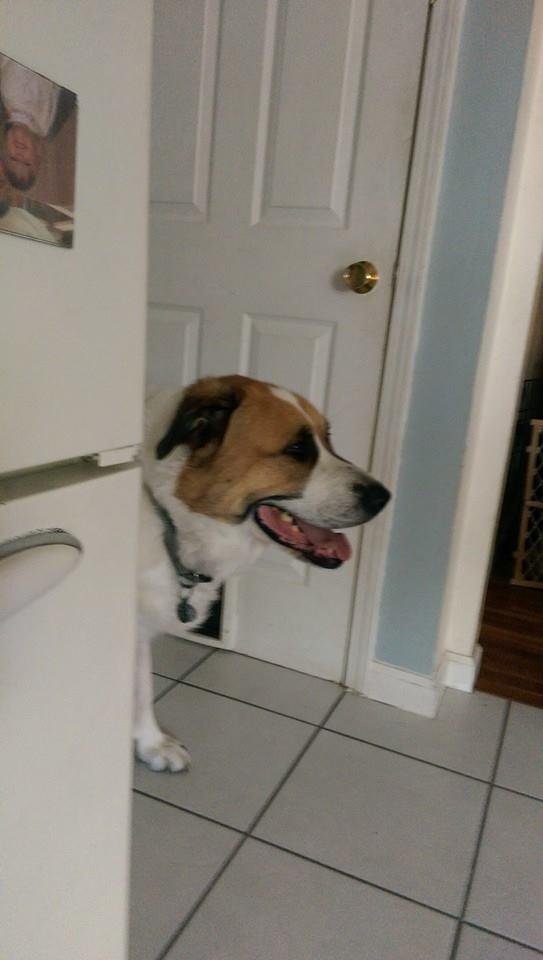 Crazy dog Sarge ate a quarter pound of whole bean, ground veranda Starbucks coffee last night. A little magic and such makes him relevant to his circadian demeanor once again...Crazy dog!