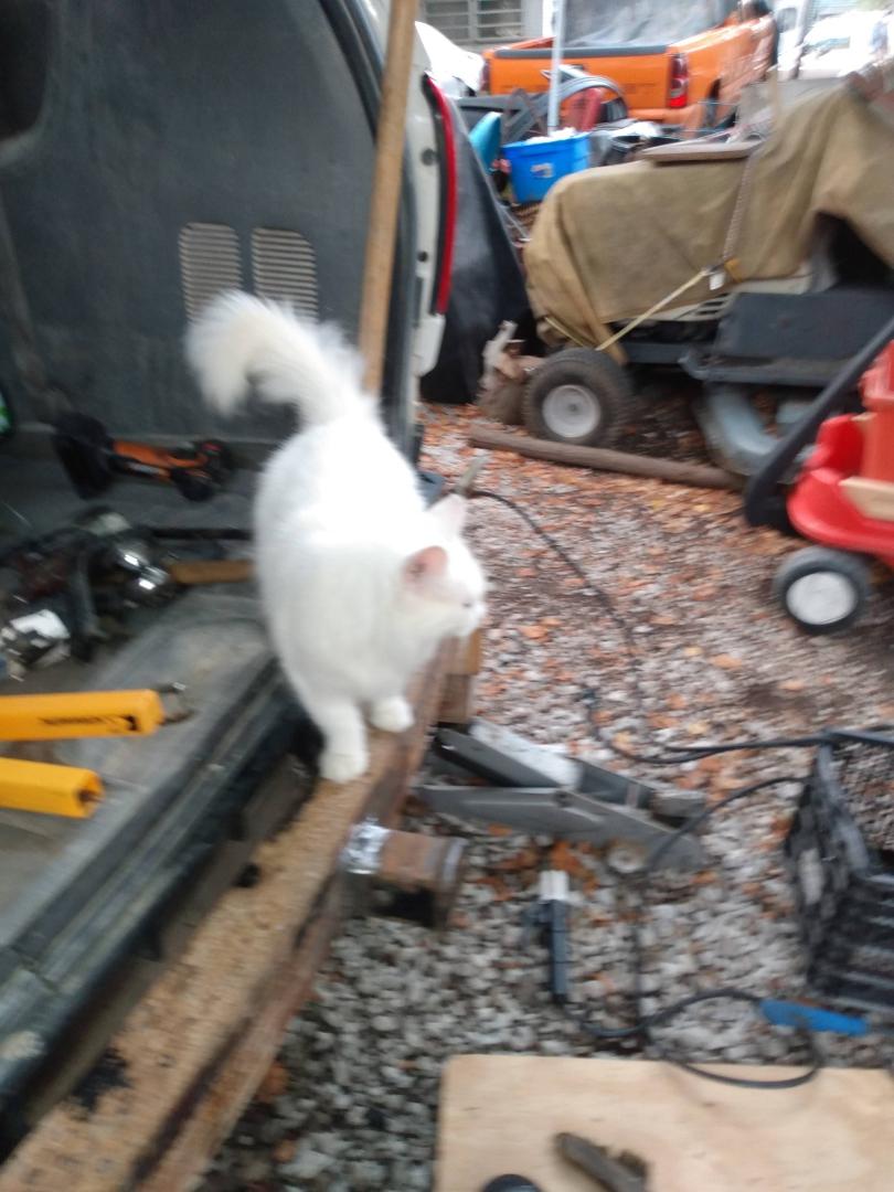 This is my ferral cat.snowball the great.