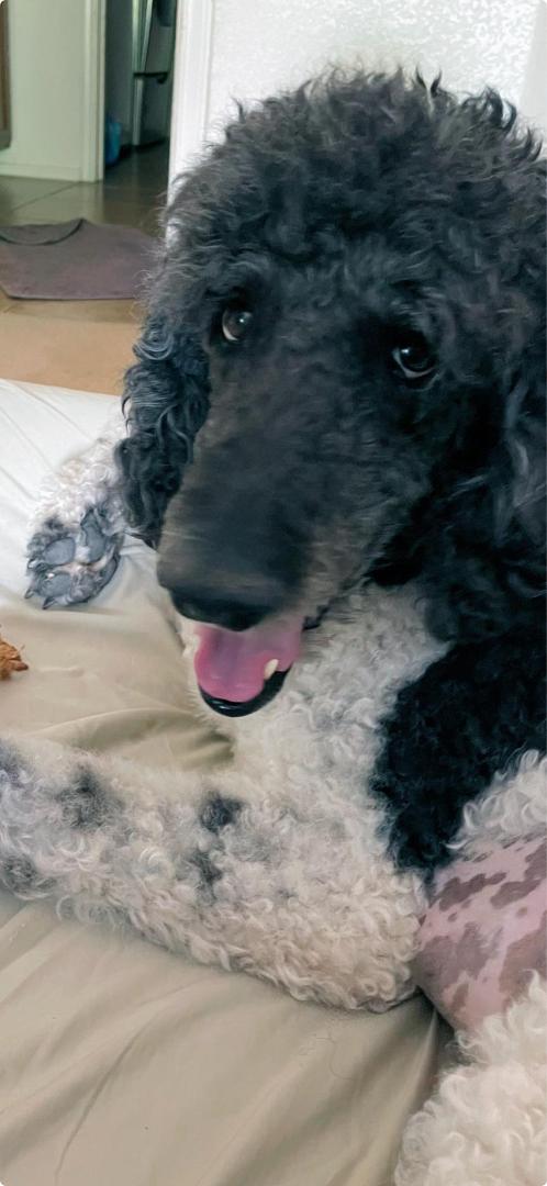 Popped up on my memory woke up this morning to this beautiful, smiling face of Huckleberry Finn., Miss you big buddy more than I can say.