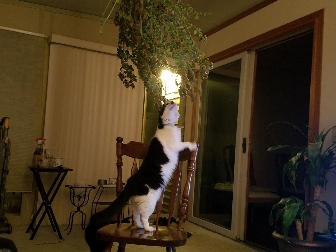 Hung a whole tree of wild cat nip from the ceiling fan for a short period! Good times! And it got a lot better. Taking it down now before one of them goes through a window