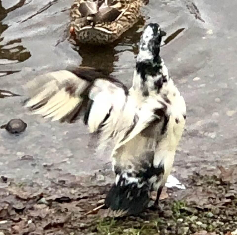 This was the strangest bird/duck I’ve seen in a while.