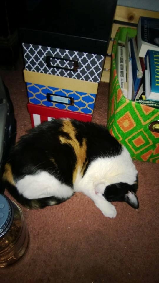 Tigger, sleeping under my desk, no fear of snow...dreaming of breakfast with Mommy, warm and dry.