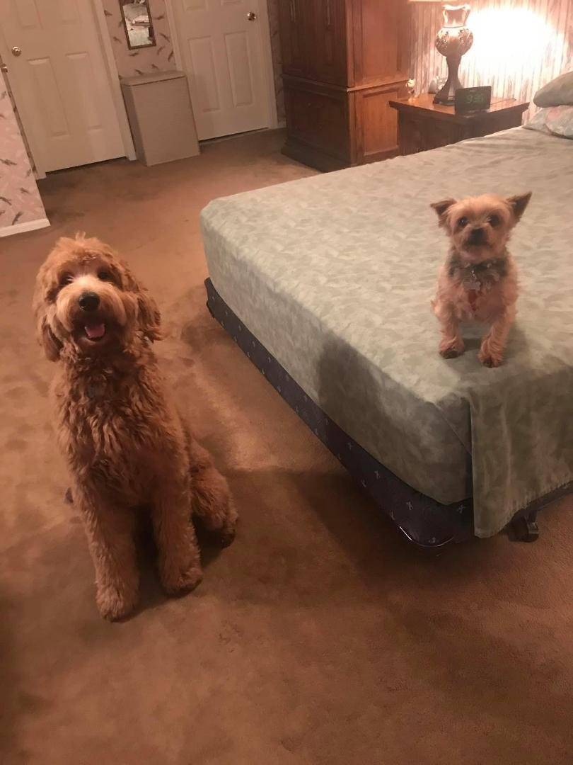 Puppy Brothers. Mickey still needs his distance from Charley