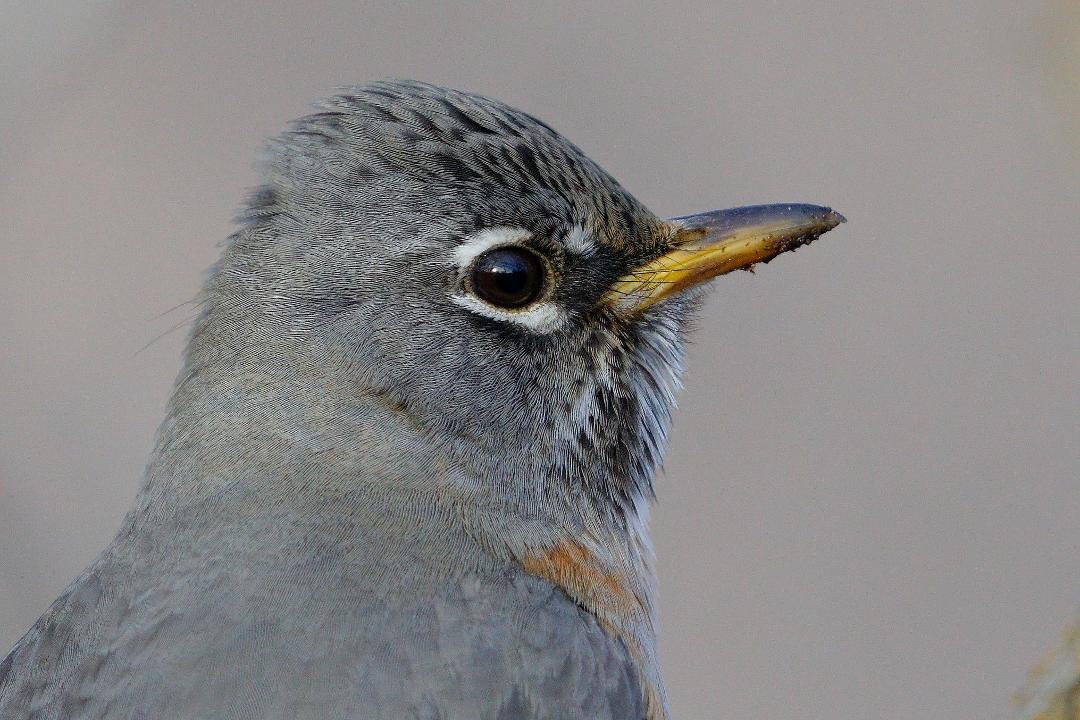 American Robin