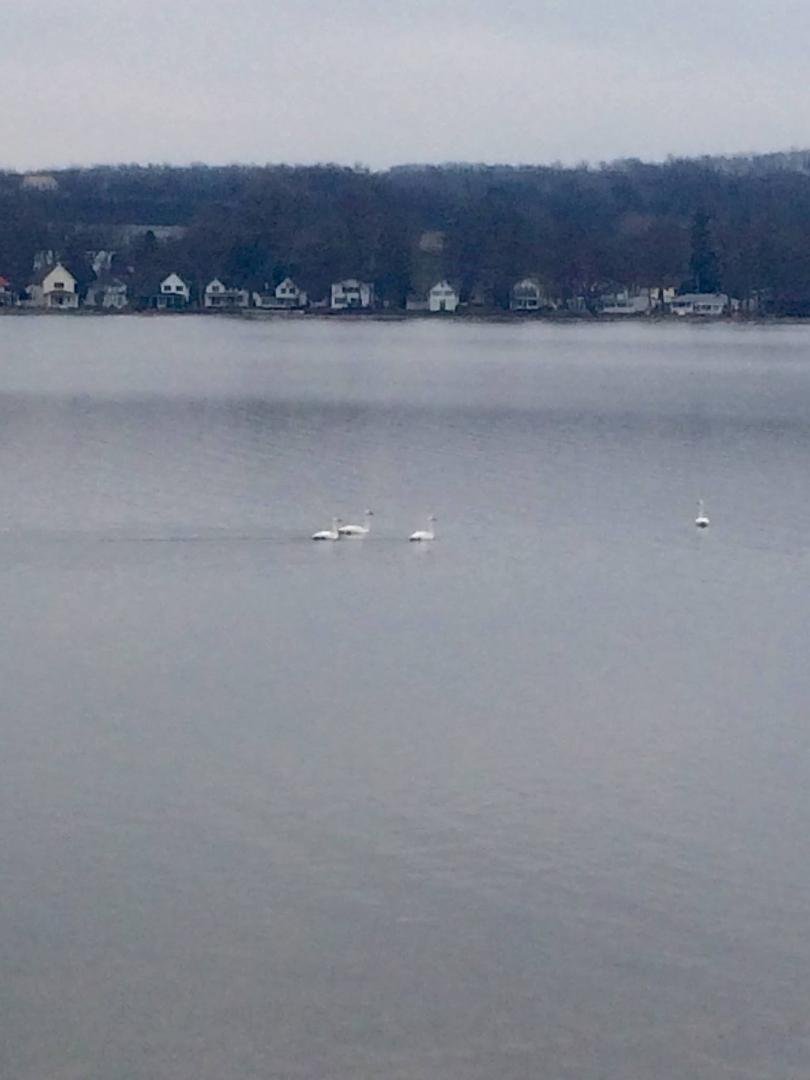 Tundra swans hanging out
