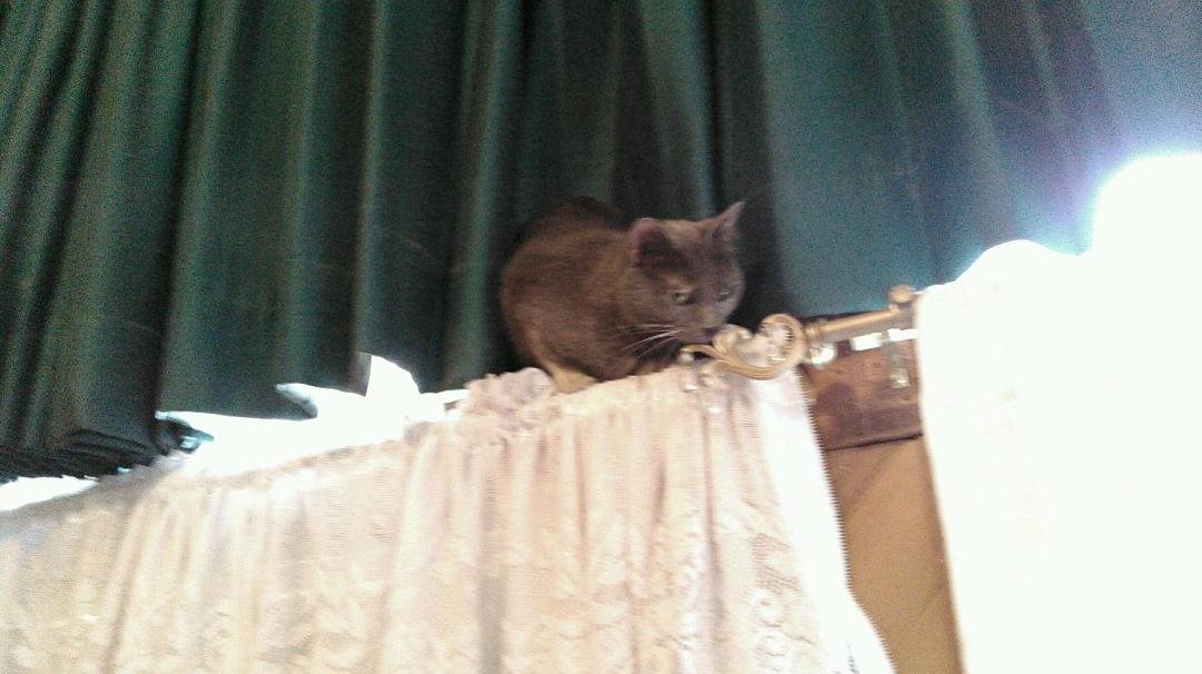 My crazy cat 🐱 on top of slider door! She plans on exploring every niche!!
