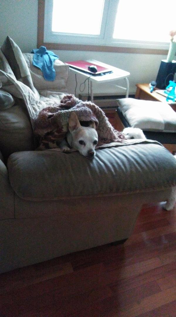 Molly wrapped up in her blanket while it is cold and snowing- yesterday