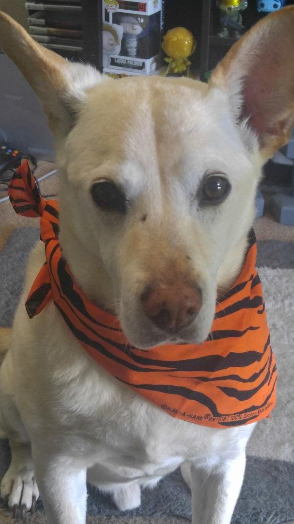 National Dog Day!