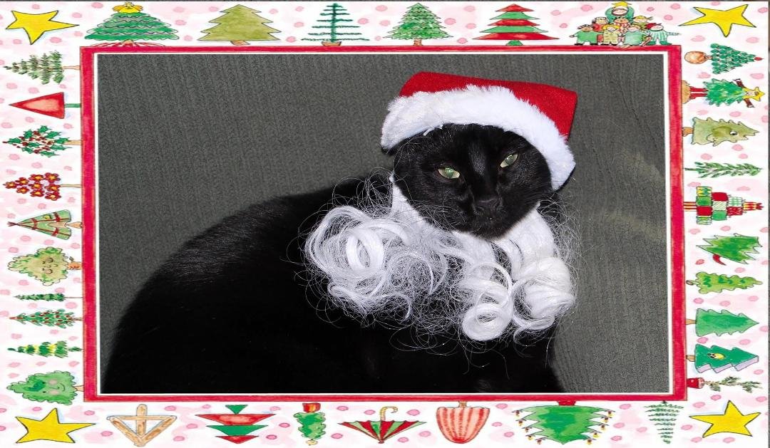 My Boo wishes you a Mewrry Christmas & so do I.