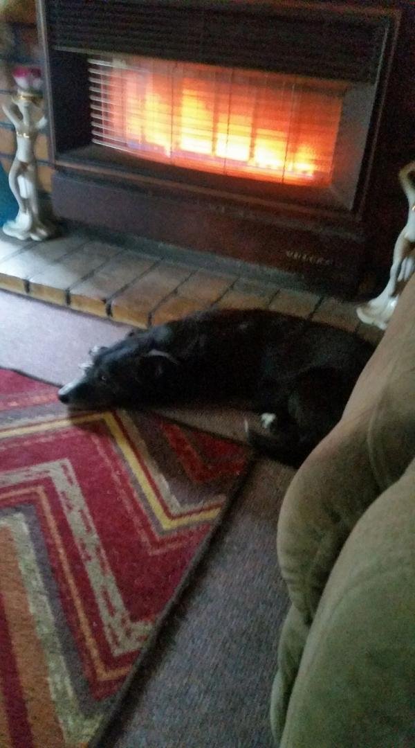 My dog is happy