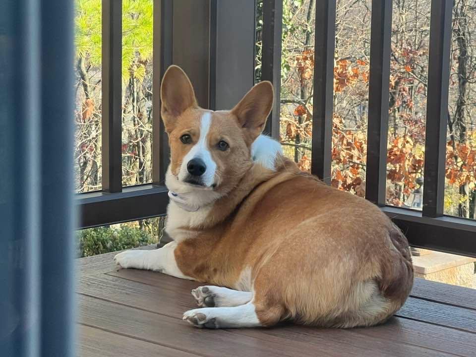 Churchill enjoying National Welsh Corgi Day.