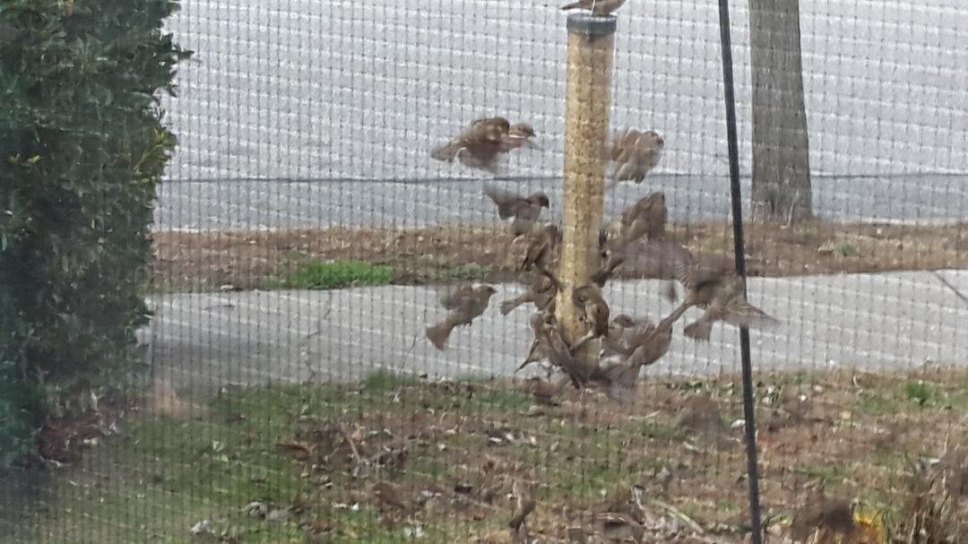 Lots of hungry birds