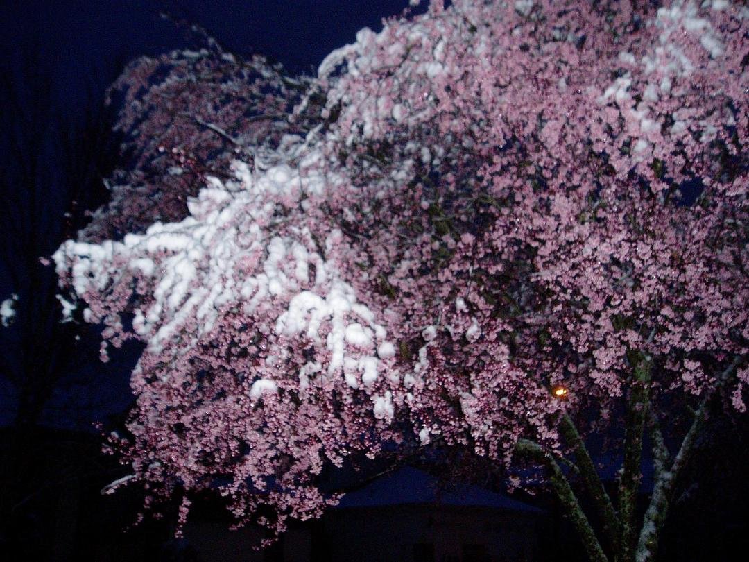 Neither does my Crab Apple tree!