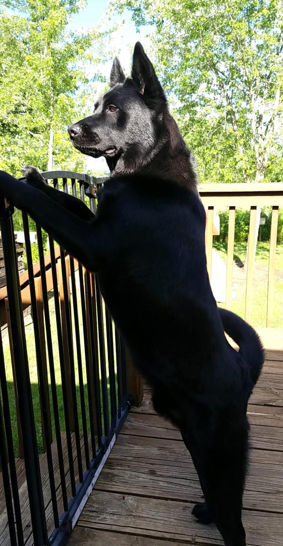 Guard dog!