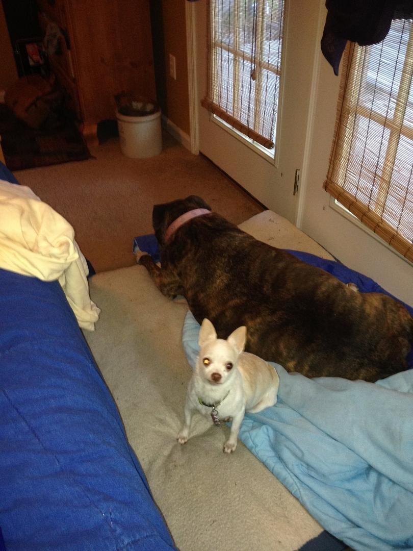 Thank god I got the Pit Bull a body guard ......