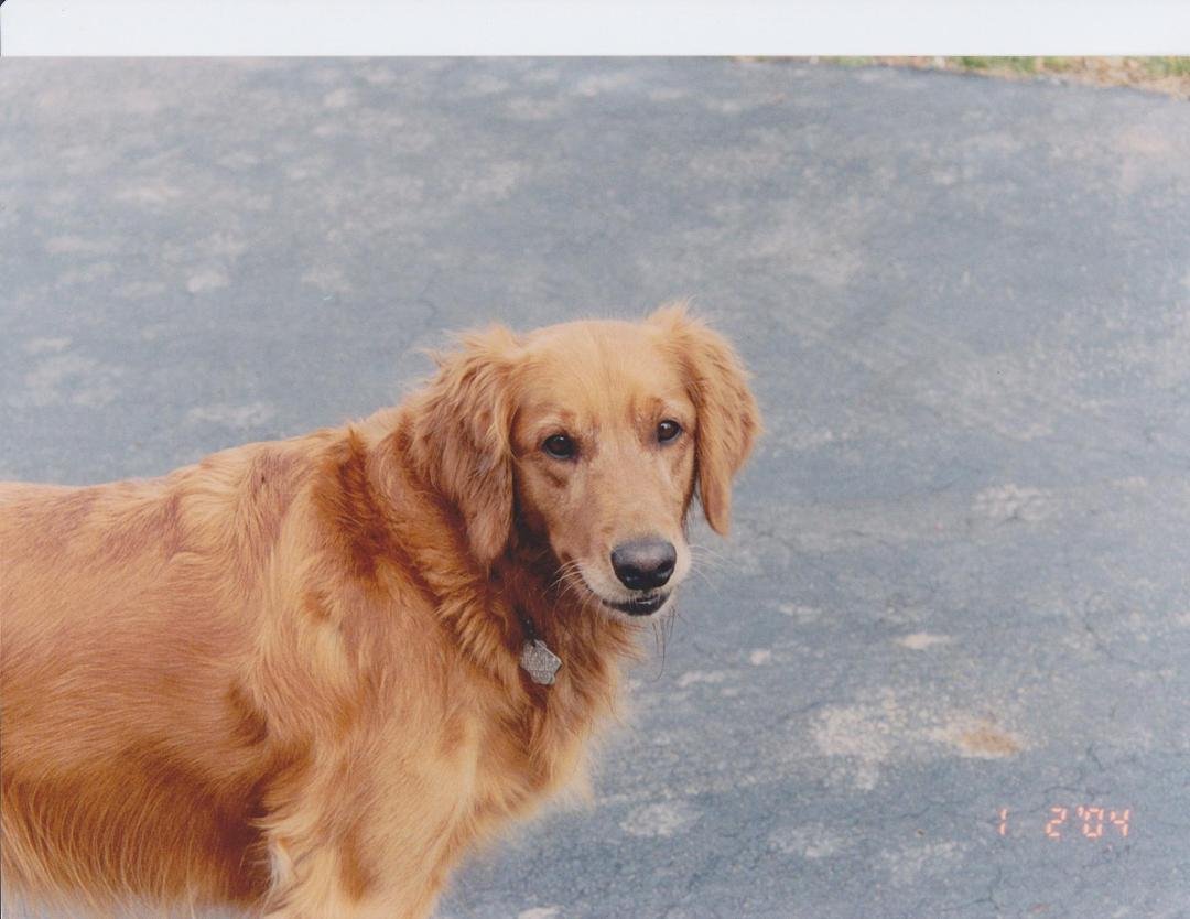 This is a beautiful picture of my dogs best friend. Unfortunately Murphy joined my dog, Bonner, and their other friend, Chip in Heaven yesterday. Together they made up the Top of the Hill Gang. The threesome are catching te